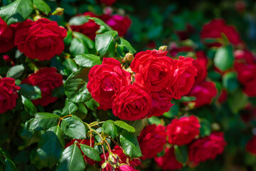 Bright red roses close-up in garden