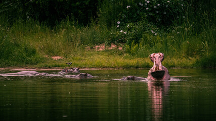 Hippopotamus with its' mouth open in water