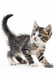 Obraz premium Playful kitten in a moment of curious exploration, white background.