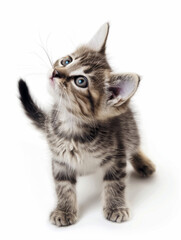 Obraz premium Playful kitten in a moment of curious exploration, white background.