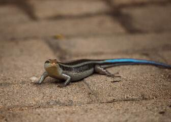 lizard with a blue tail looking at camera