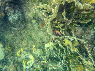 Isla fuerte colombia snorkeling