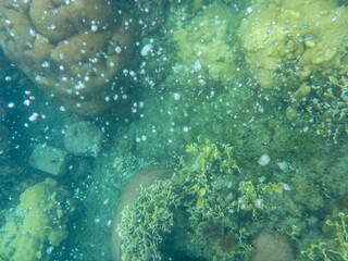 Tomar fotograf&iacute;as submarinas