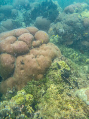 corales diversos vida marina