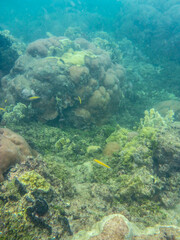 vida marina texturas plantas snorkeling isla fuerte