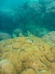 pez peque&ntilde;o primer plano coral redondo luz de dia acuoso