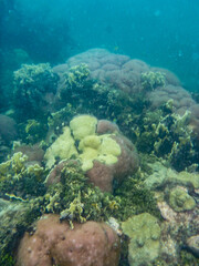 coral diferentes colores y texturas snorkeling