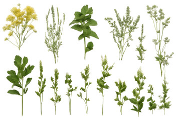 Set of healthy herbs elements Fresh agrimony isolated on transparent background
