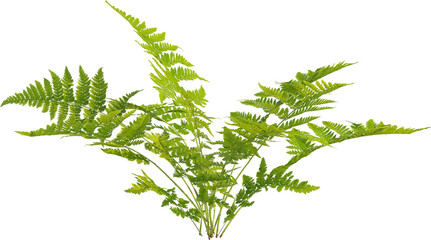Side view of Lady Fern