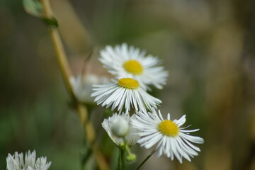 Wildblumenfeld im sanften Fokus