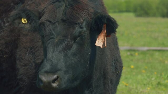 Black Cow Walking And Eating Grass On Green Meadow. Cow Black Angus Grazing On Pasture In Spring Day.