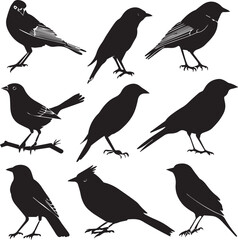Set of black bird silhouettes Vector Illustration elements for design on White Background 