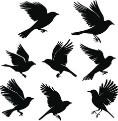 Fototapeta premium Set of black bird silhouettes Vector Illustration elements for design on White Background 