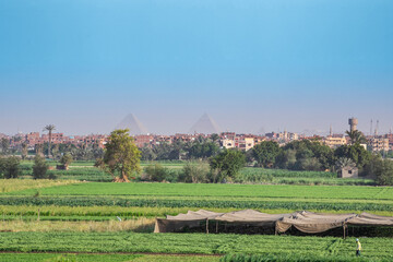 Egyptian Country View with Giza Pyramids at the Horizon