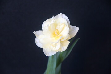Double yellow tulipa, bulb plant, spring garden, on dark background