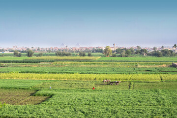 Egyptian Country View with Giza Pyramids at the Horizon