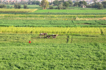 Egyptian Countryside View