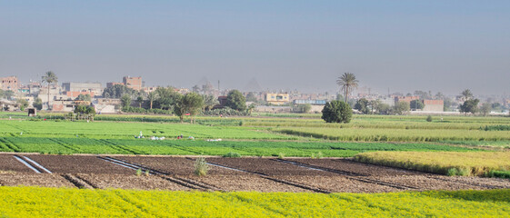 Egyptian Country View with Giza Pyramids at the Horizon