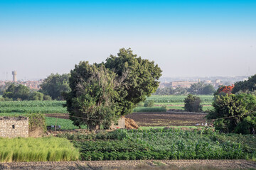 Egyptian Country View, Green Fields