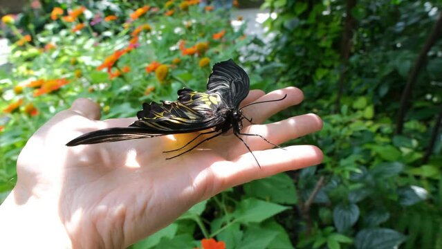 Male holding beautiful tropical Common Birdwing butterfly on hand by the lush green blooming park in Thailand