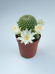 Rebutia cv. Peaches and cream,  Rebutia cv. Merry in bloom,  with white flowers, on grey  background