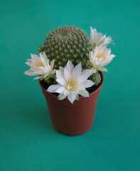 Rebutia cv. Peaches and cream,  Rebutia cv. Merry in bloom,  with white flowers, on turquiose  background