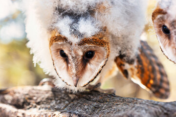 baby young african cape owl on a branch in the bush