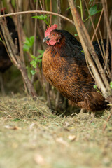 A young brown hen outside in the paddock.
