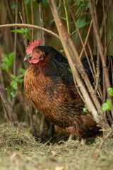 A young brown hen outside in the paddock.