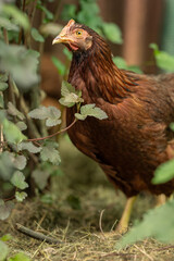 A young brown hen outside in the paddock.