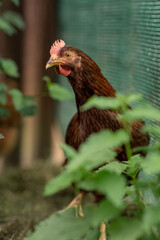 A young brown hen outside in the paddock.