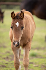 Baby horse foal quarter horse aqha sorrel bay chestnut pasture