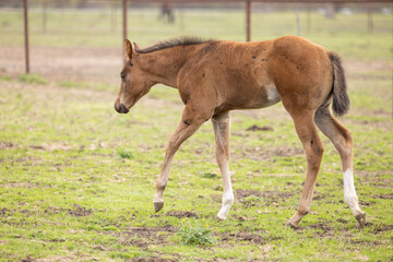 Baby horse foal quarter horse aqha sorrel bay chestnut pasture