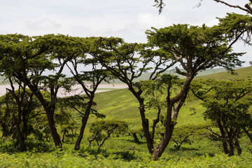 Tanzania - Serengeti National Park - Typical African Savannah with Acacia tree