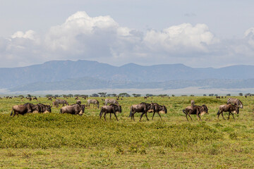 Tanzania - Serengeti National Park - blue wildebeest (Connochaetes taurinus)