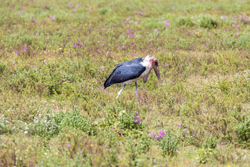 Tanzania - Serengeti National Park -  marabou stork (Leptoptilos crumenifer)