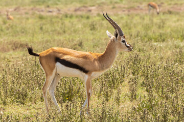 Tanzania - Serengeti National Park - Thomson's gazelle (Eudorcas thomsonii)