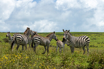 Obraz premium Tanzania -Serengeti National Park - plains zebra (Equus quagga)