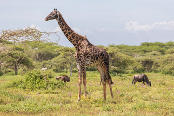 Tanzania - Lake Manyara National Park - Masai giraffe (Giraffa tippelskirchi)