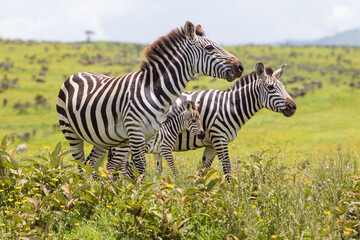 Tanzania -Serengeti National Park - plains zebra (Equus quagga)