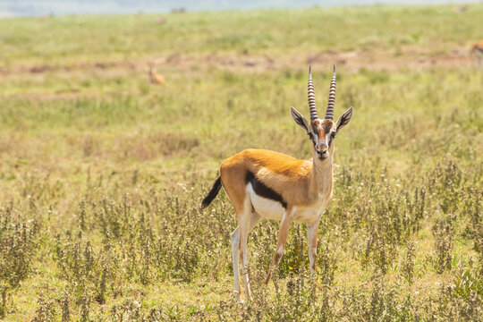 Tanzania - Serengeti National Park - Thomson's gazelle (Eudorcas thomsonii)