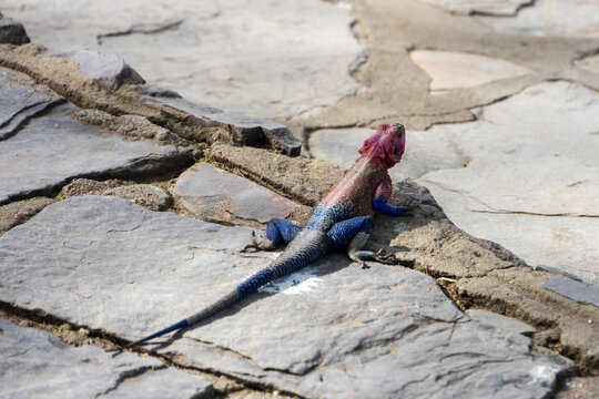 Tanzania - Serengeti National Park - Mwanza flat-headed rock agama (Agama mwanzae)