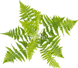 Top view of Lady Fern
