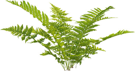Side view of Lady Fern © Matheus