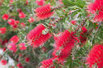 Callistemon citrinus, Melaleuca citrina, crimson plant, bottlebrush plant in bloom