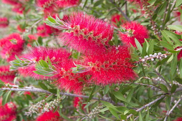 Callistemon citrinus, Melaleuca citrina, crimson plant, bottlebrush plant in bloom