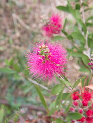 Callistemon citrinus, Melaleuca citrina, crimson plant, bottlebrush plant in bloom