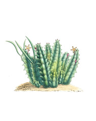 Blooming Stapelia. Cactus flower illustration isolated on a white background