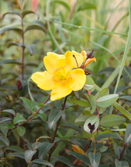 Fototapeta premium Goldencup St. Johnswort, Hypericum patulum in bloom, yellow flowers, ornamental and medicinal plant