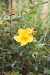 Goldencup St. Johnswort, Hypericum patulum in bloom, yellow flowers, ornamental and medicinal plant